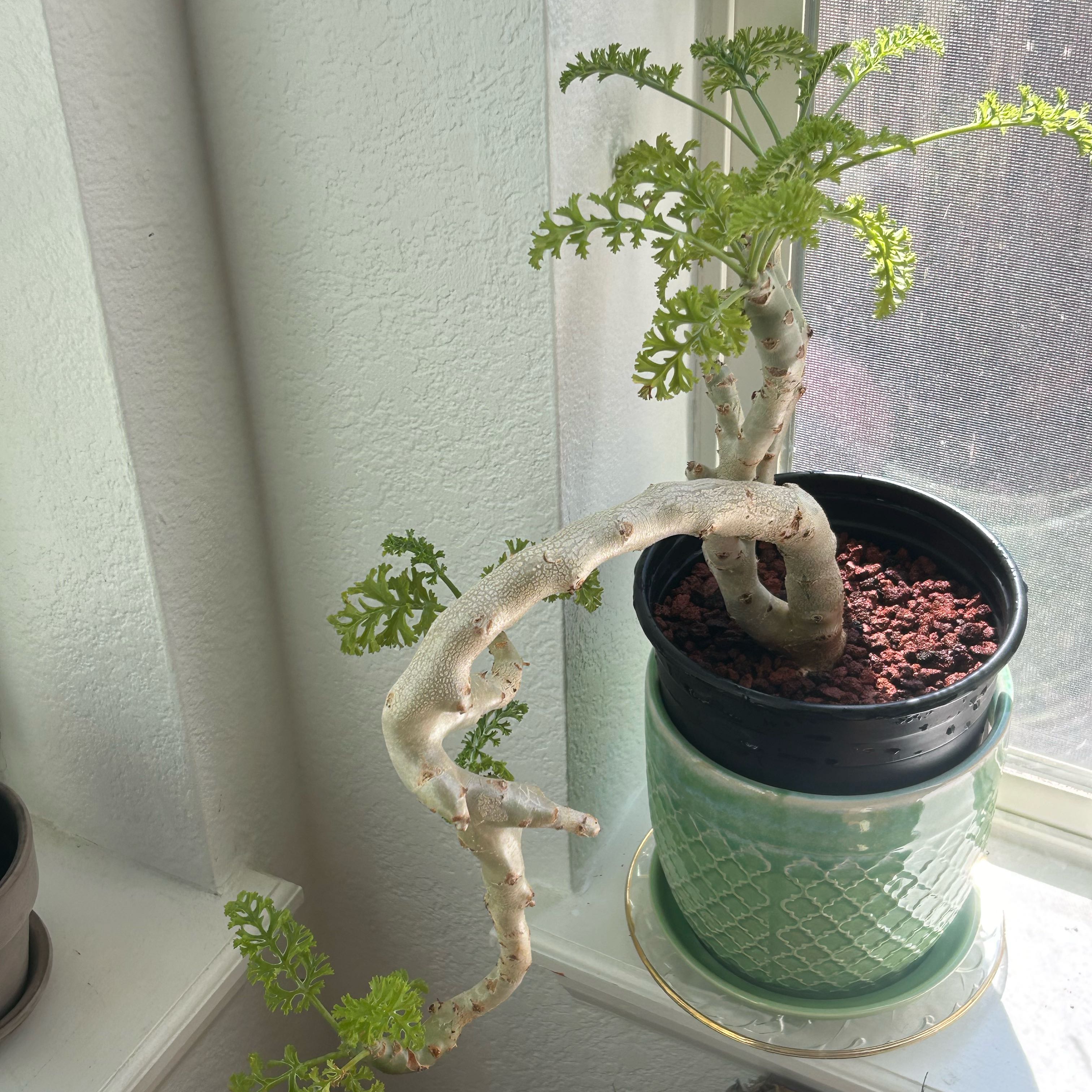 Photo of the plant species Fleshy-Stalk Pelargonium by @FitWildcarrot named Winston on Greg, the plant care app