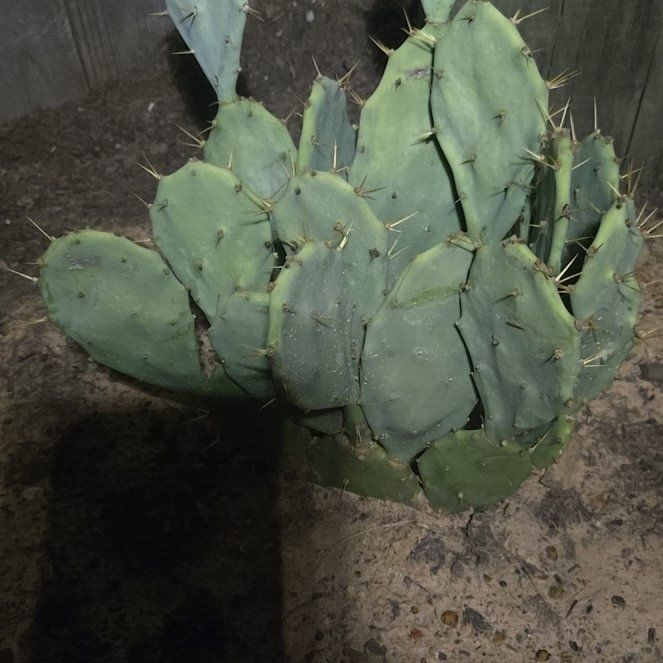 Photo of the plant species Opuntia 'Desert Ace' by @AdroitlyHopsage named Hemingway on Greg, the plant care app
