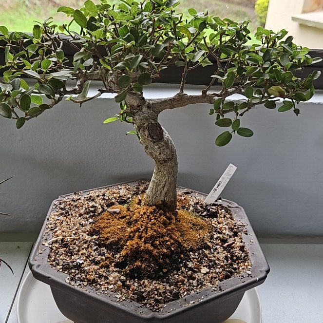 Photo of the plant species South African Fig by @SassyPinetree named Spike Leaves on Greg, the plant care app