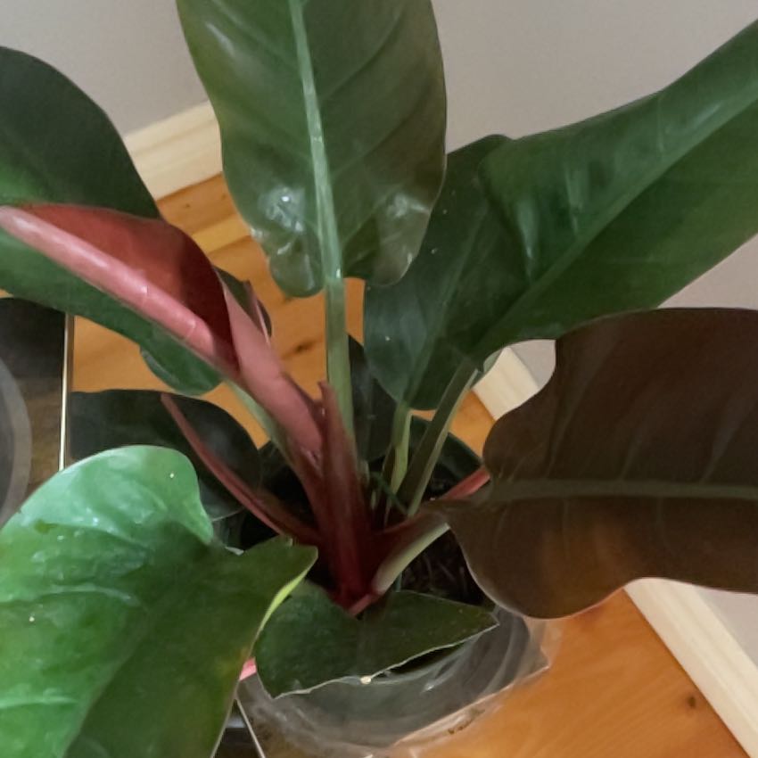 Photo of the plant species Red Imperial by @DearWildchives named Sir Plancelot on Greg, the plant care app