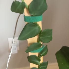 Photo of the plant species Bronze Shingle Plant by @DearWildchives named Mochi on Greg, the plant care app
