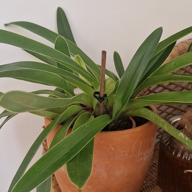 Photo of the plant species Lady's Slipper Orchid by @miplantyluna named Taylor Swift on Greg, the plant care app