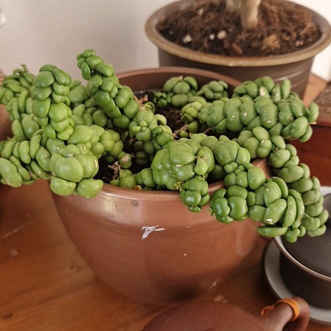 Photo of the plant species Dragon Jade Dischidia by @miplantyluna named Walt on Greg, the plant care app