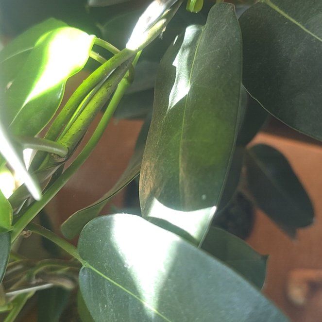 Photo of the plant species Jasmine by @SuperAlfalfa named Achilles on Greg, the plant care app