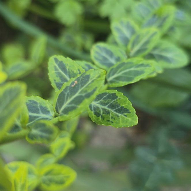 Photo of the plant species golden euonymus by @SuperAlfalfa named Rosa on Greg, the plant care app