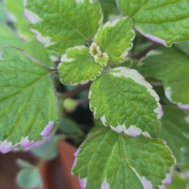 Photo of the plant species Variegated Swedish Ivy by @SuperAlfalfa named Nithin on Greg, the plant care app