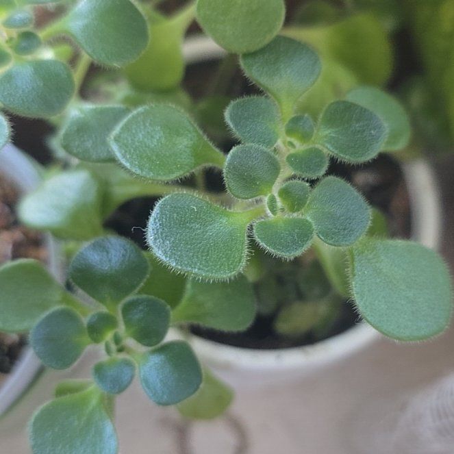 Photo of the plant species Tree of love by @SuperAlfalfa named Bigleef Smalls on Greg, the plant care app