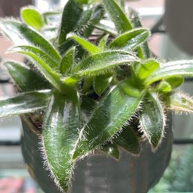 Photo of the plant species Sticky Chickweed by @Just1More named Coco on Greg, the plant care app