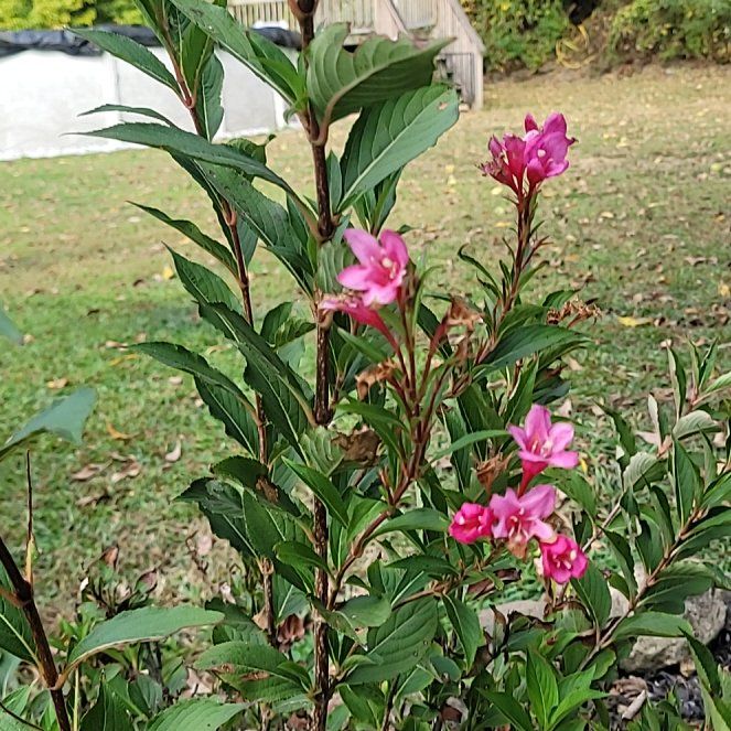 Photo of the plant species Sonic Bloom Weigela by @SpunkyPyrethrum named Delilah on Greg, the plant care app