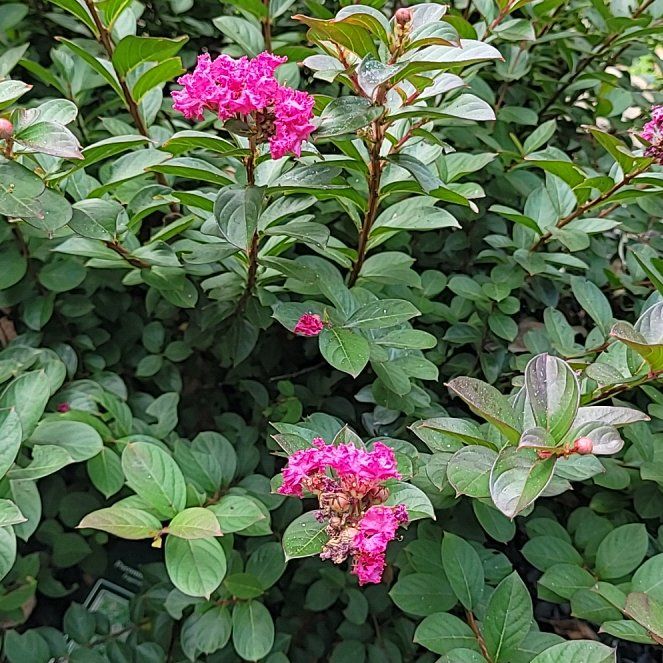 Photo of the plant species Crape Myrtle by @SpunkyPyrethrum named Dax on Greg, the plant care app