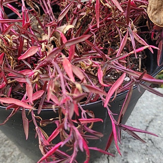 Photo of the plant species Red Threads Alternanthera by @SpunkyPyrethrum named Gregarious on Greg, the plant care app