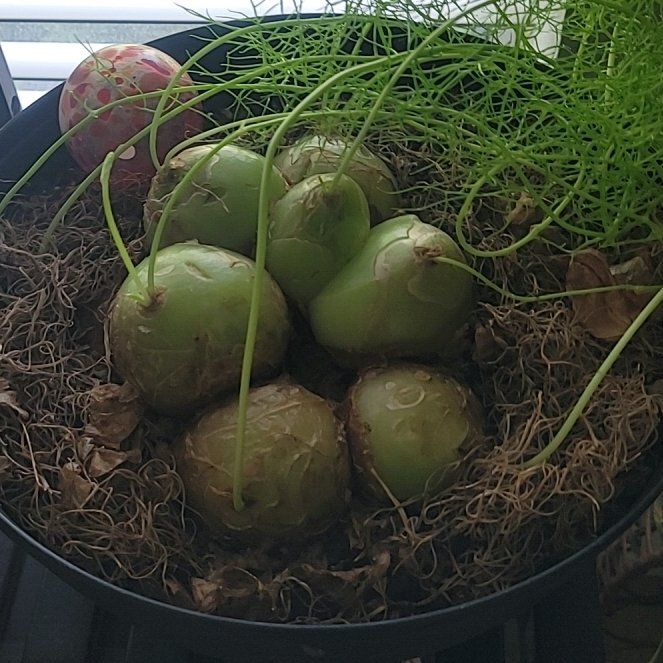 Photo of the plant species Round-Headed Sea Onion by @OptimisticCat named Elina on Greg, the plant care app