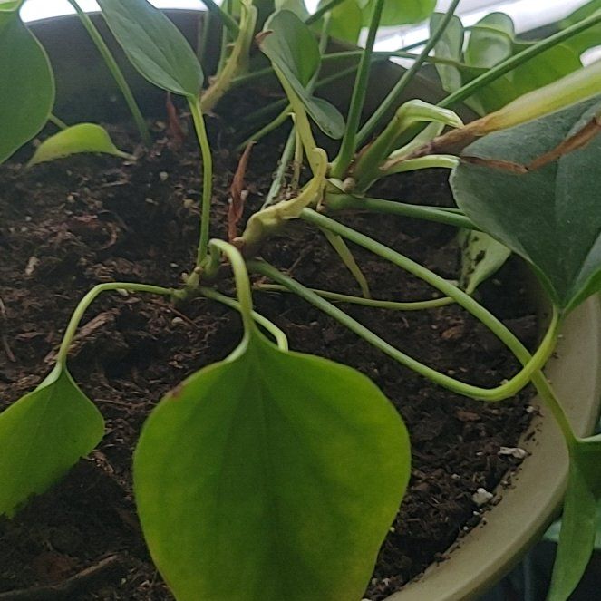 Photo of the plant species Flamingo Flower by @OptimisticCat named Naomi on Greg, the plant care app