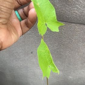 Photo of the plant species Appalachia False Bindweed by @ANuPlantress named Surya on Greg, the plant care app