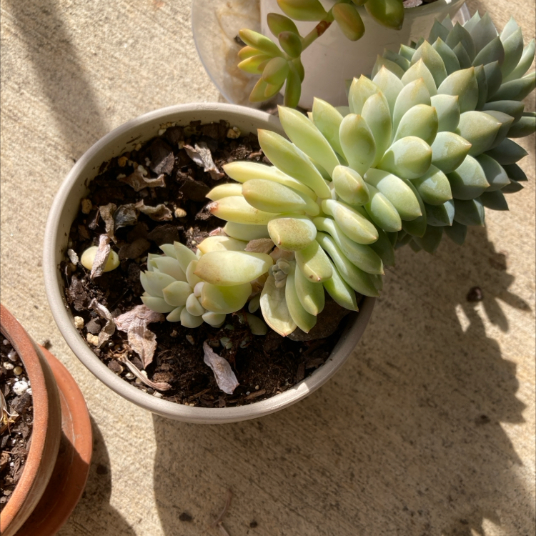 Photo of the plant species Echeveria Tippy by @NativeSeaoats named Forrest on Greg, the plant care app