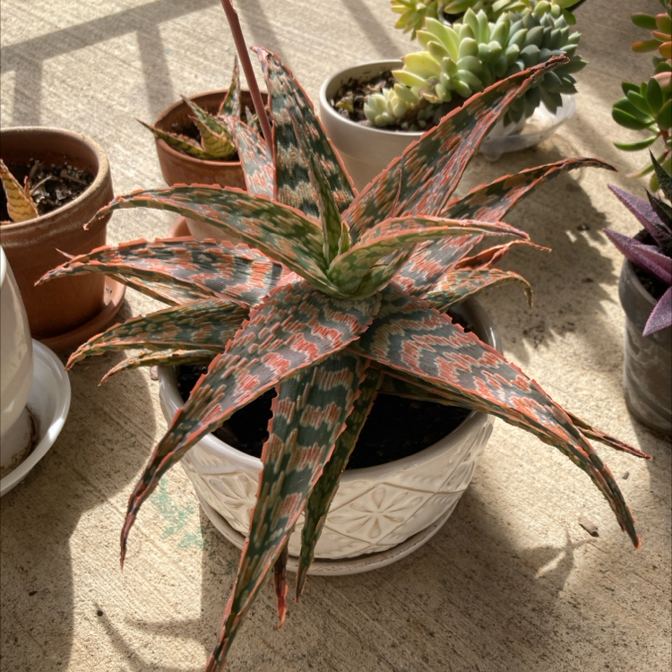 Photo of the plant species Aloe 'Sidewinder' by @NativeSeaoats named Lady Anthiese on Greg, the plant care app