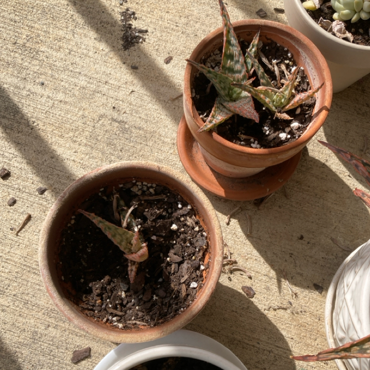 Photo of the plant species Aloe 'Sidewinder' by @NativeSeaoats named Mini Anthiese(s) on Greg, the plant care app