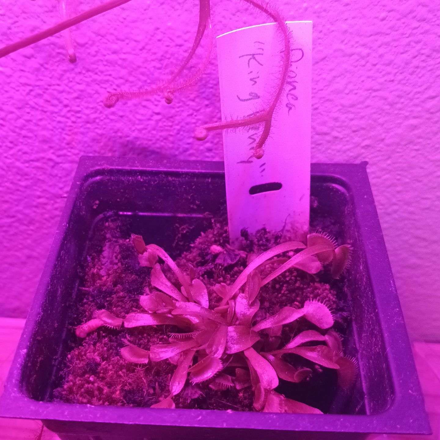 Photo of the plant species Venus Flytrap by @SavvyBushpoppy named King Henry 👑 on Greg, the plant care app