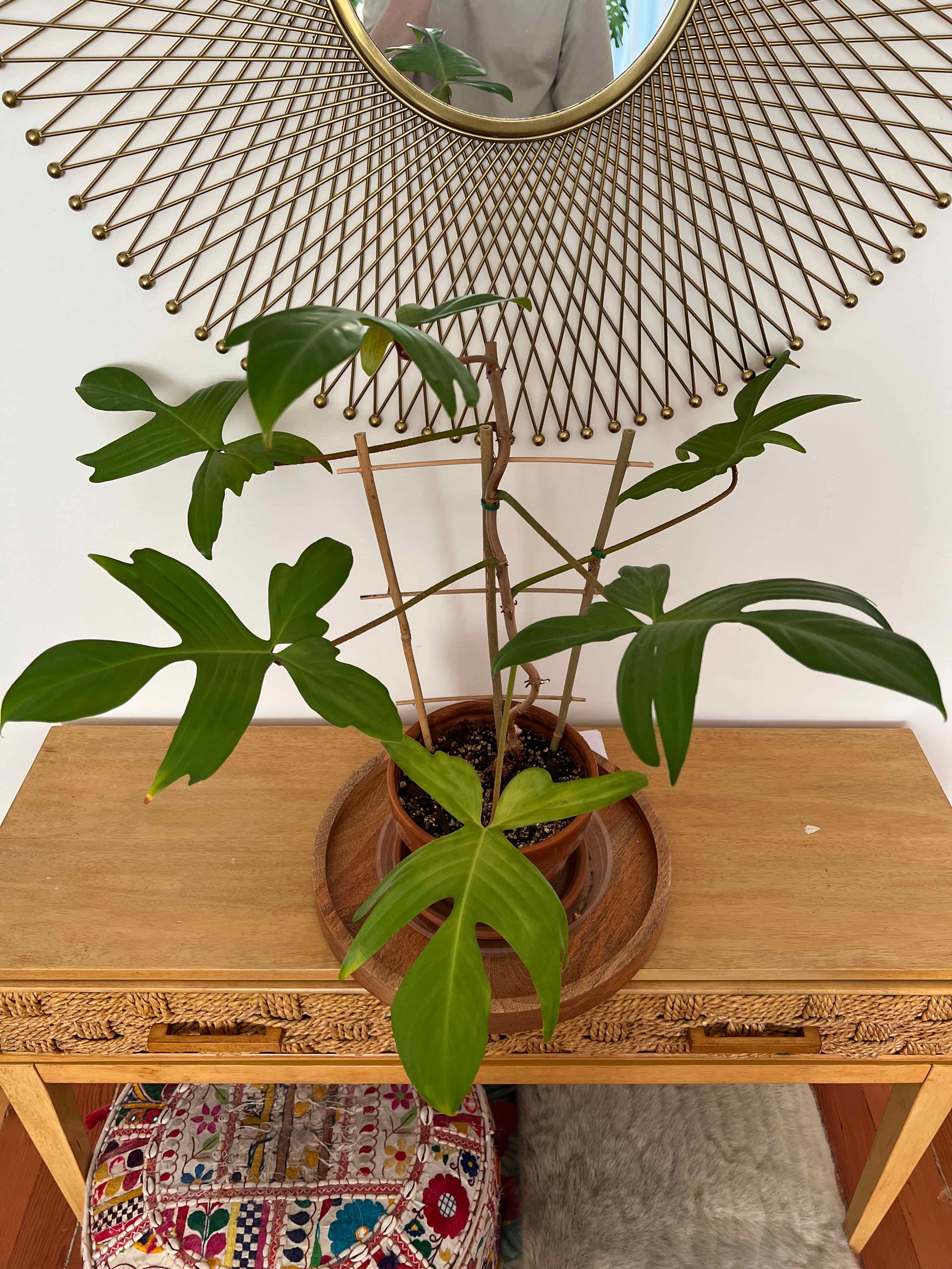 Philodendron 'Florida Ghost' plant on a wooden table with visible soil and green leaves.