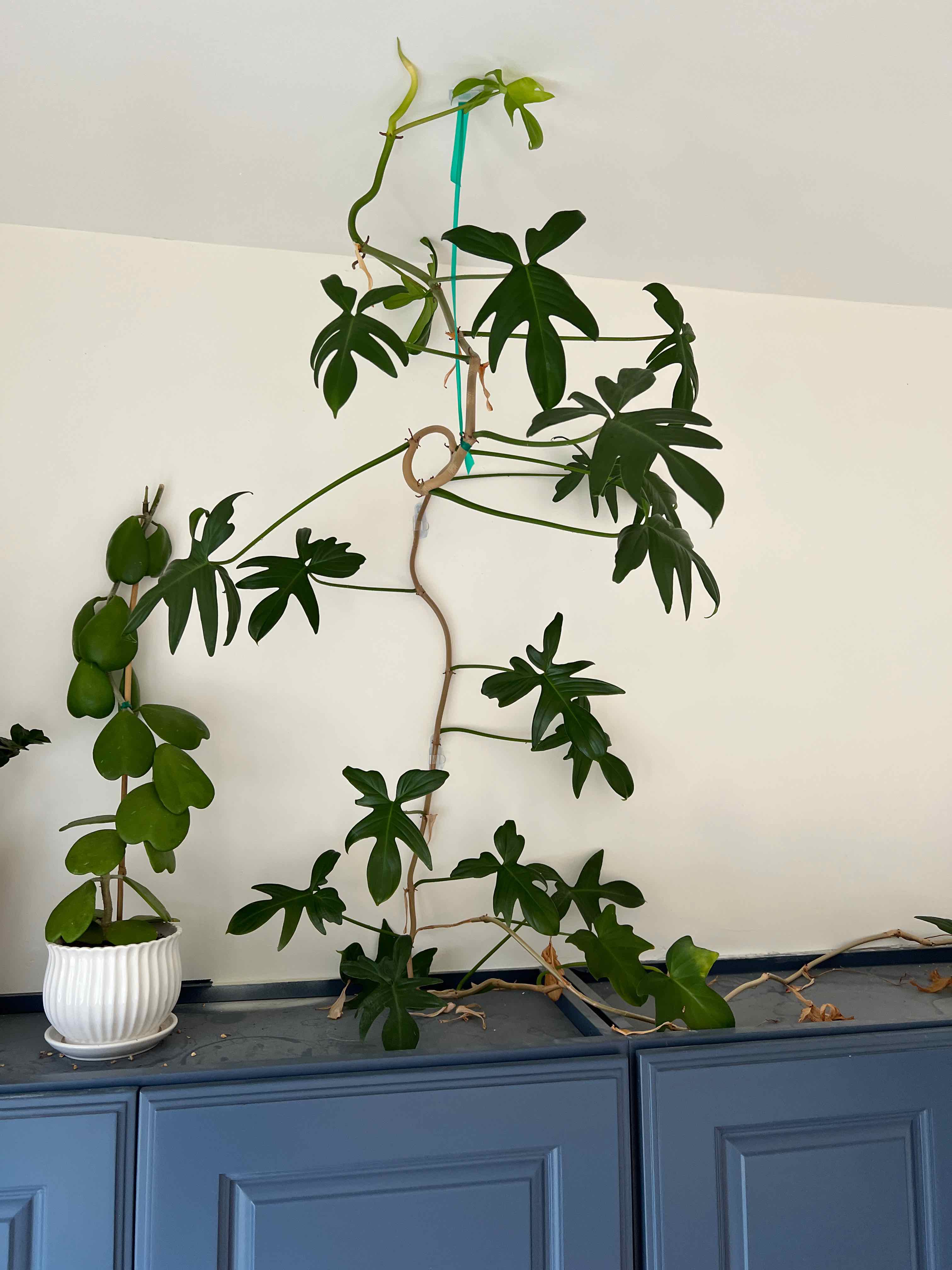 Philodendron Pedatum plant climbing with healthy green leaves, no visible discoloration.