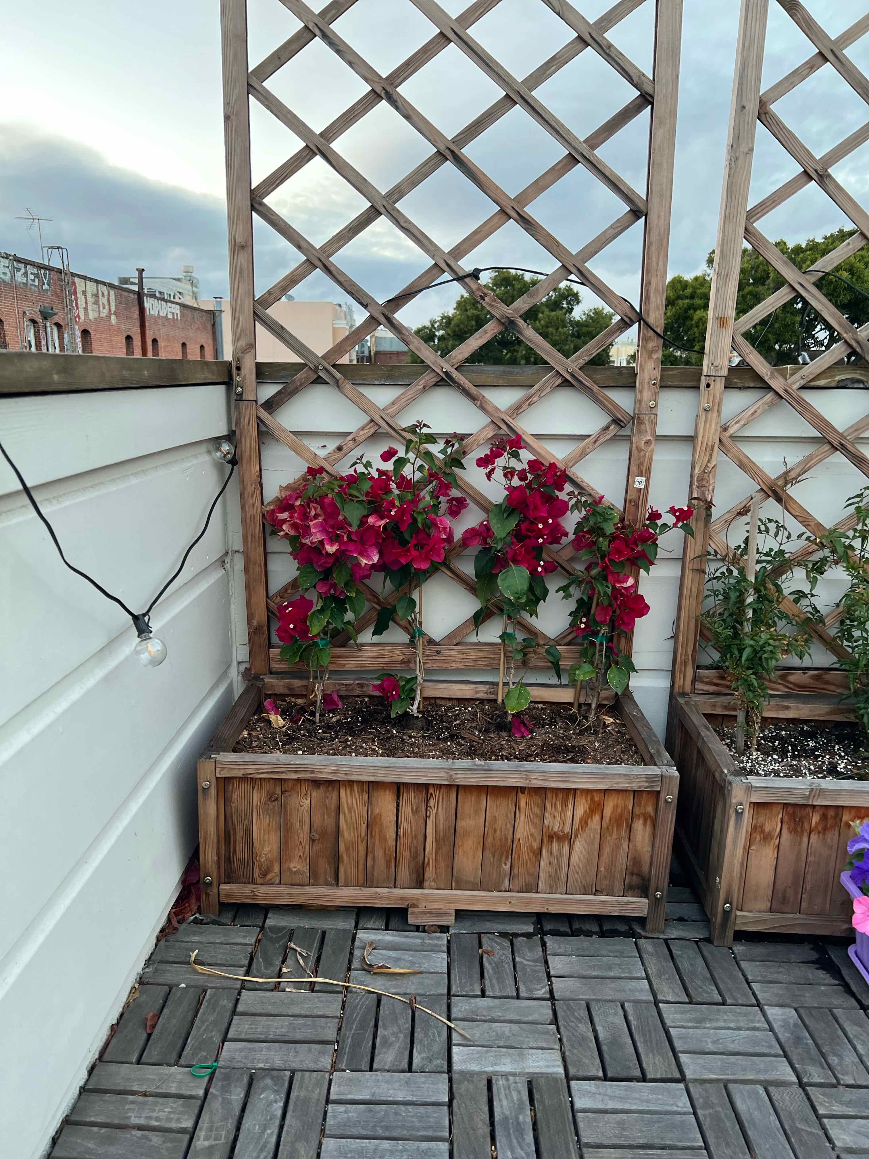 Lesser Bougainvillea plant in a wooden planter with vibrant red flowers and green leaves, supported by a trellis.