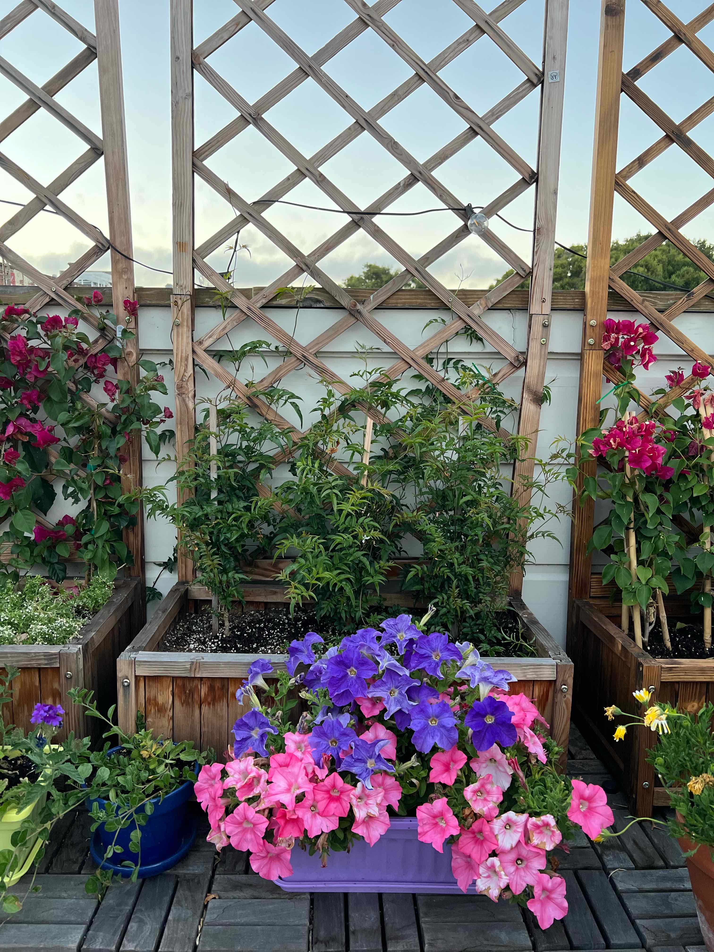 Garden setup with Pink Jasmine and other flowering plants, trellis in the background.