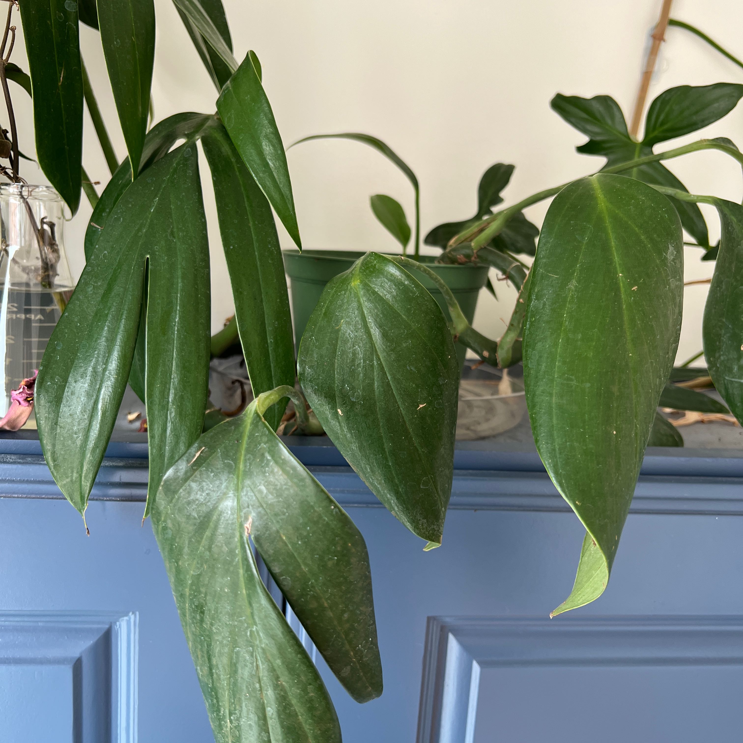 Rhaphidophora decursiva plant with healthy green leaves, well-framed and in focus.