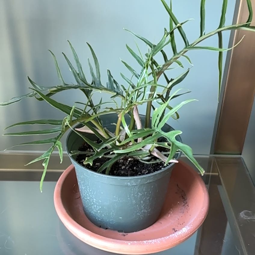 Philodendron tortum plant in a green pot on a terracotta saucer, healthy green leaves.
