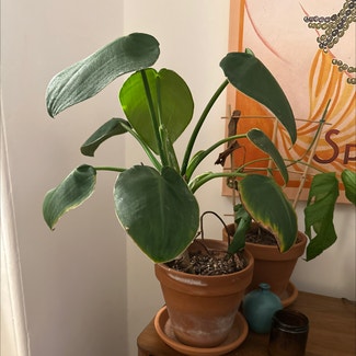 Pigskin Philodendron plant in Somewhere on Earth