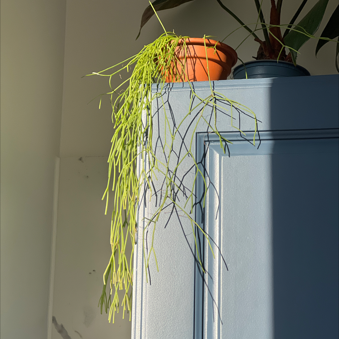 Mistletoe Cactus in a pot on top of a cabinet with long, green stems cascading down.