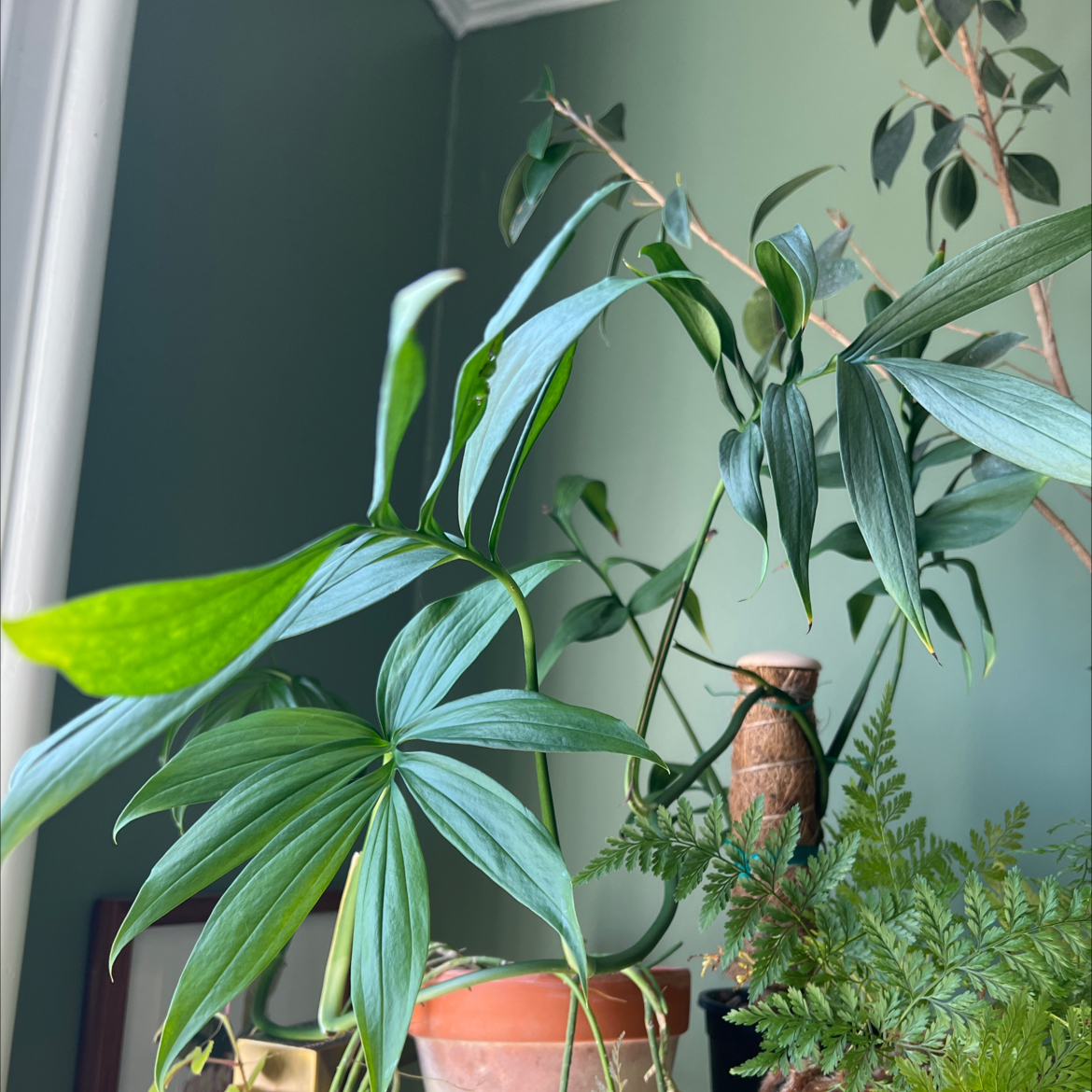 Monstera subpinnata plant with healthy green leaves, visible soil, and other plants in the background.