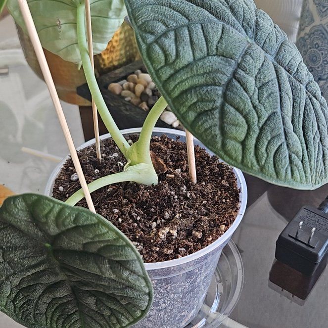 Photo of the plant species Dragonite by @DeftSmallonion named Daenerys on Greg, the plant care app