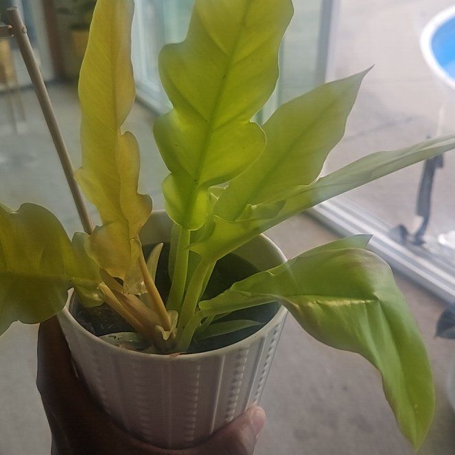Photo of the plant species Philodendron stenolobum by @DeftSmallonion named Apple on Greg, the plant care app