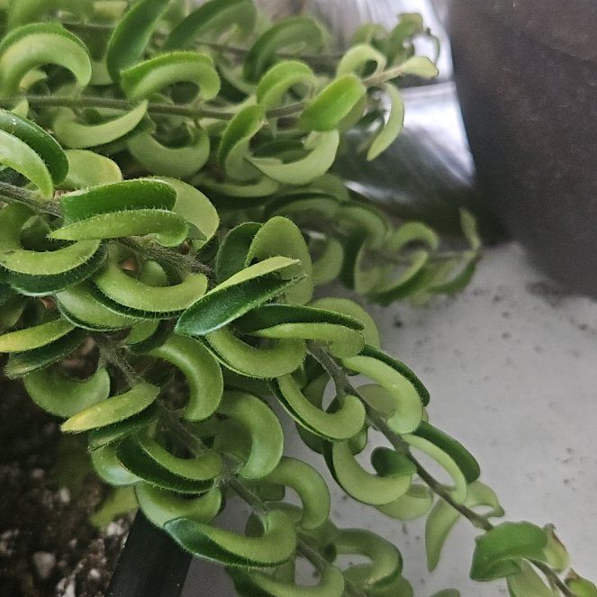 Photo of the plant species Curly Lipstick Plant by @DeftSmallonion named Plato on Greg, the plant care app