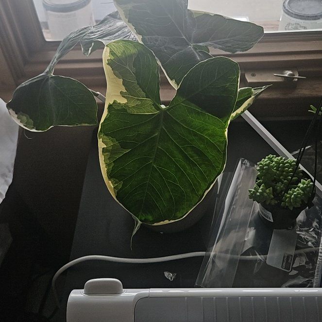 Photo of the plant species Mickey Mouse by @DeftSmallonion named LiloStitch on Greg, the plant care app