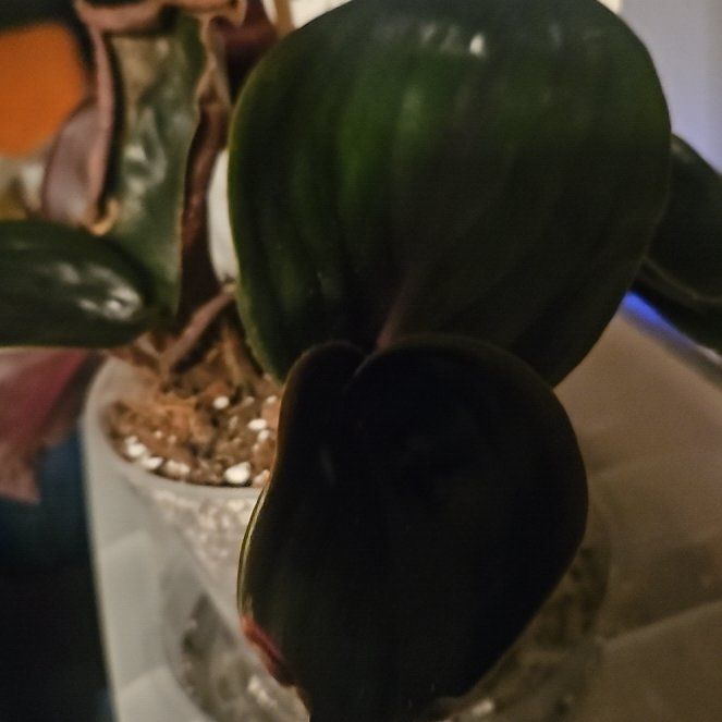 Photo of the plant species Geogenanthus ciliatus by @DeftSmallonion named Gates on Greg, the plant care app