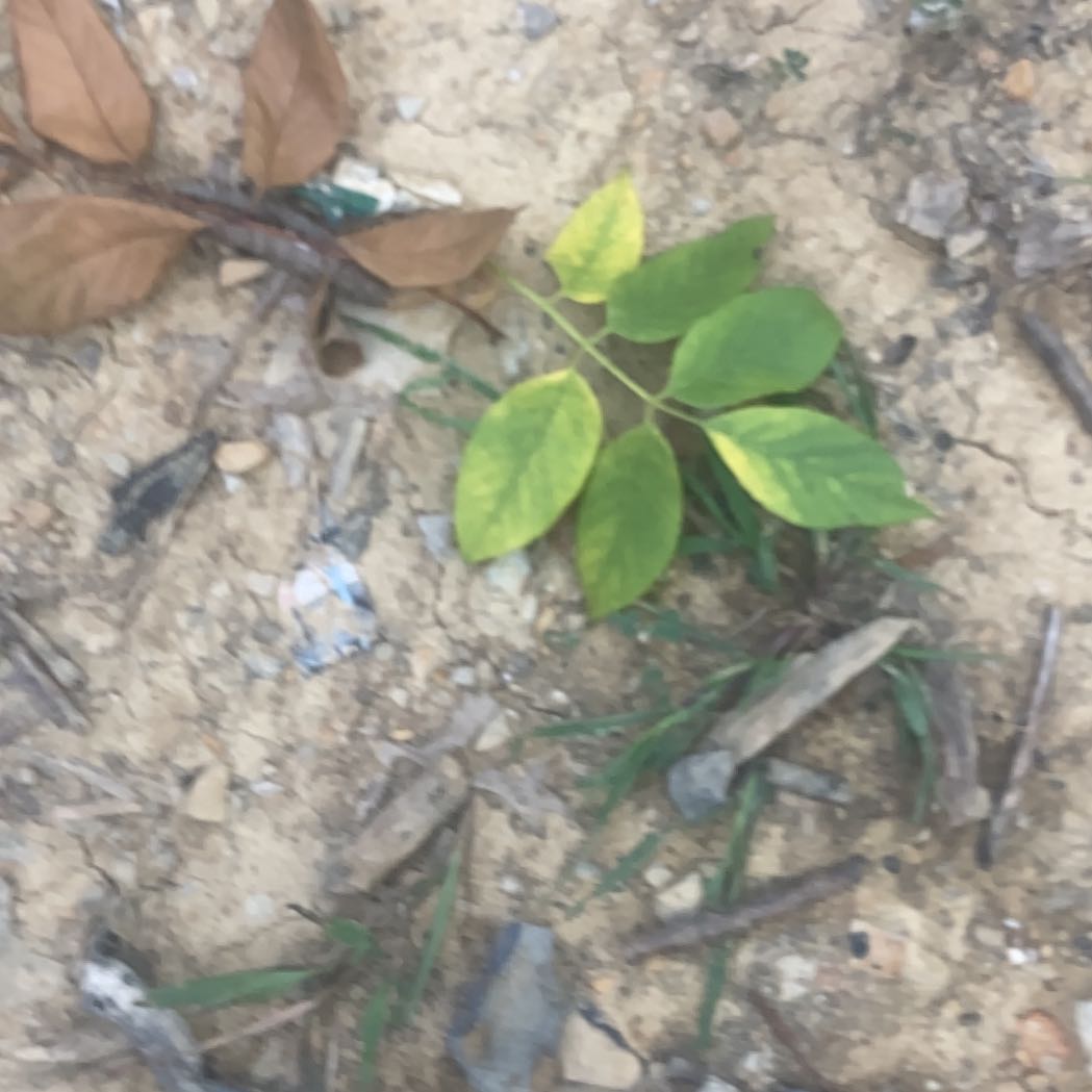 Photo of the plant species Arabian Pea by @HeroicJavamoss named Bodhi on Greg, the plant care app