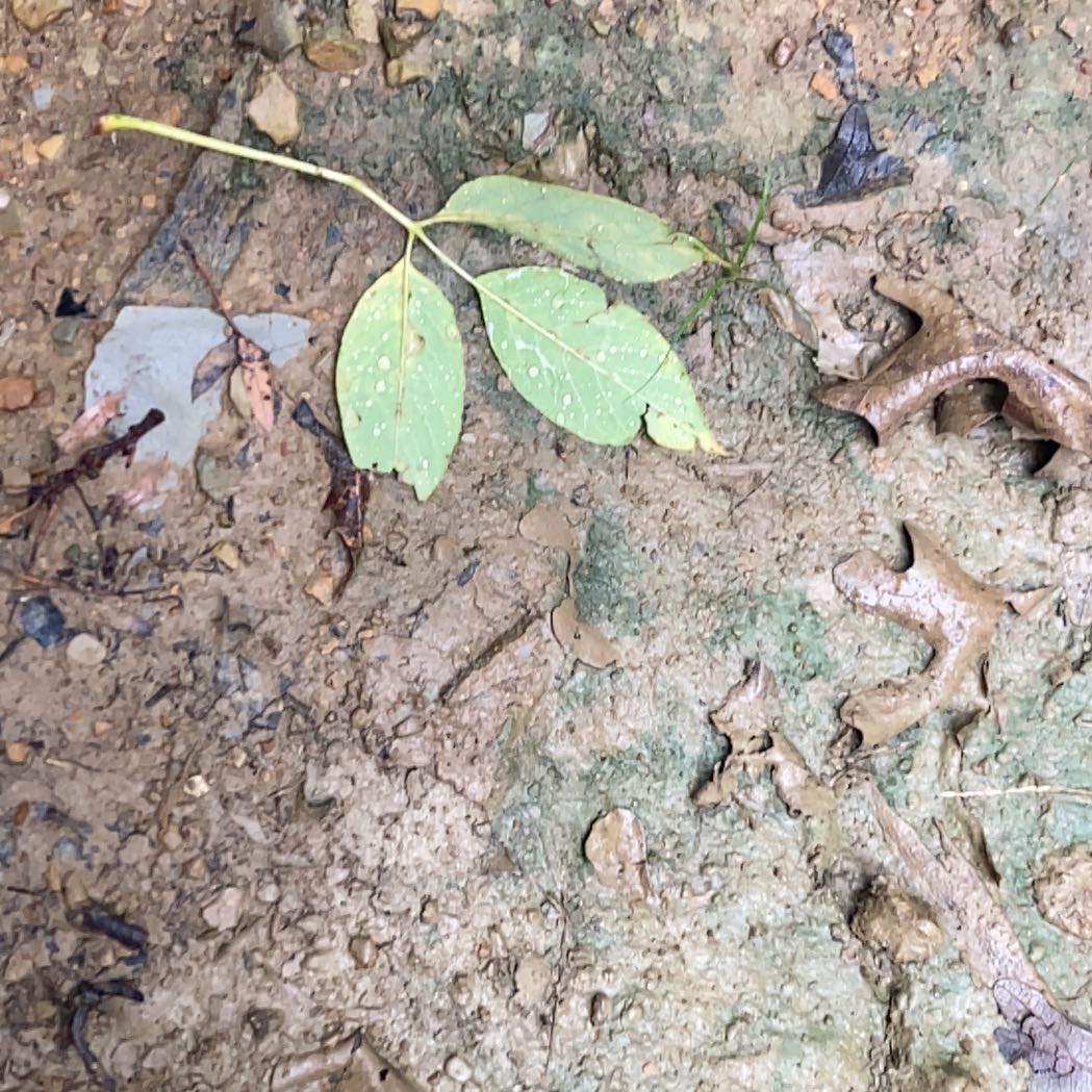 Photo of the plant species Dragon Root by @HeroicJavamoss named Plato on Greg, the plant care app