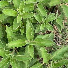 Photo of the plant species Earleaf Nightshade by @WhizTorchcactus named Lebron on Greg, the plant care app