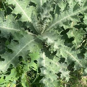 Photo of the plant species Cutleaf Teasel by @WhizTorchcactus named Keanu Leaves on Greg, the plant care app