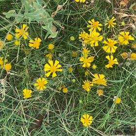 Photo of the plant species American Sneezeweed by @WhizTorchcactus named Mollie on Greg, the plant care app