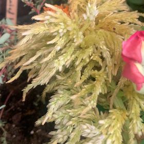 Photo of the plant species Tree Climacium Moss by @DinkumCaperbush named Demi on Greg, the plant care app