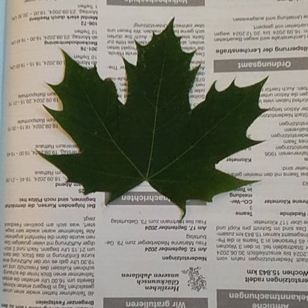 Photo of the plant species Oriental Plane Tree by @GoodPiceaglauca named Sproutacus on Greg, the plant care app