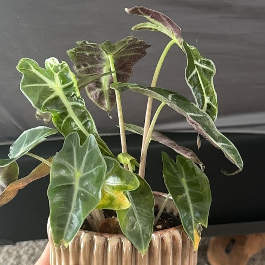 Photo of the plant species toxic mushroom by @HighSidercactus named Mushu on Greg, the plant care app