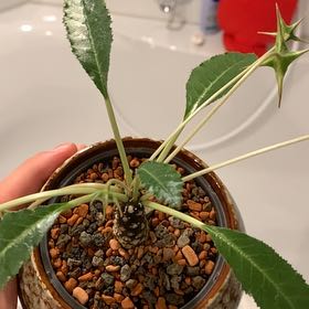 Photo of the plant species Dorstenia foetida ssp. lancifolia by @HunkyCooperi named Ronaldo on Greg, the plant care app
