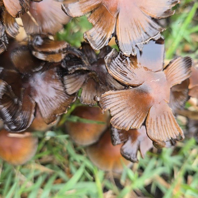 Photo of the plant species Noble Fir by @GutsyAgarito83 named Rainier on Greg, the plant care app