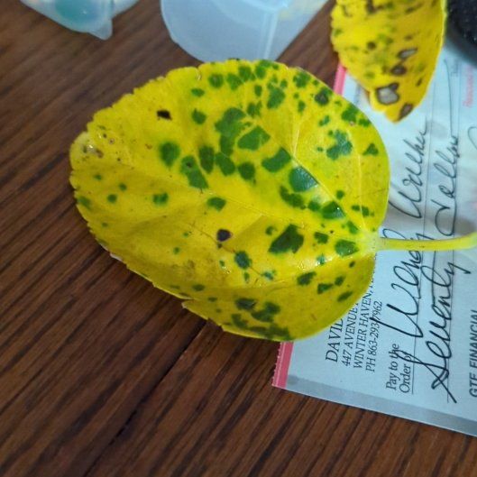 Photo of the plant species Quaking Aspen by @AbleRedstemmoss named Gregarious on Greg, the plant care app