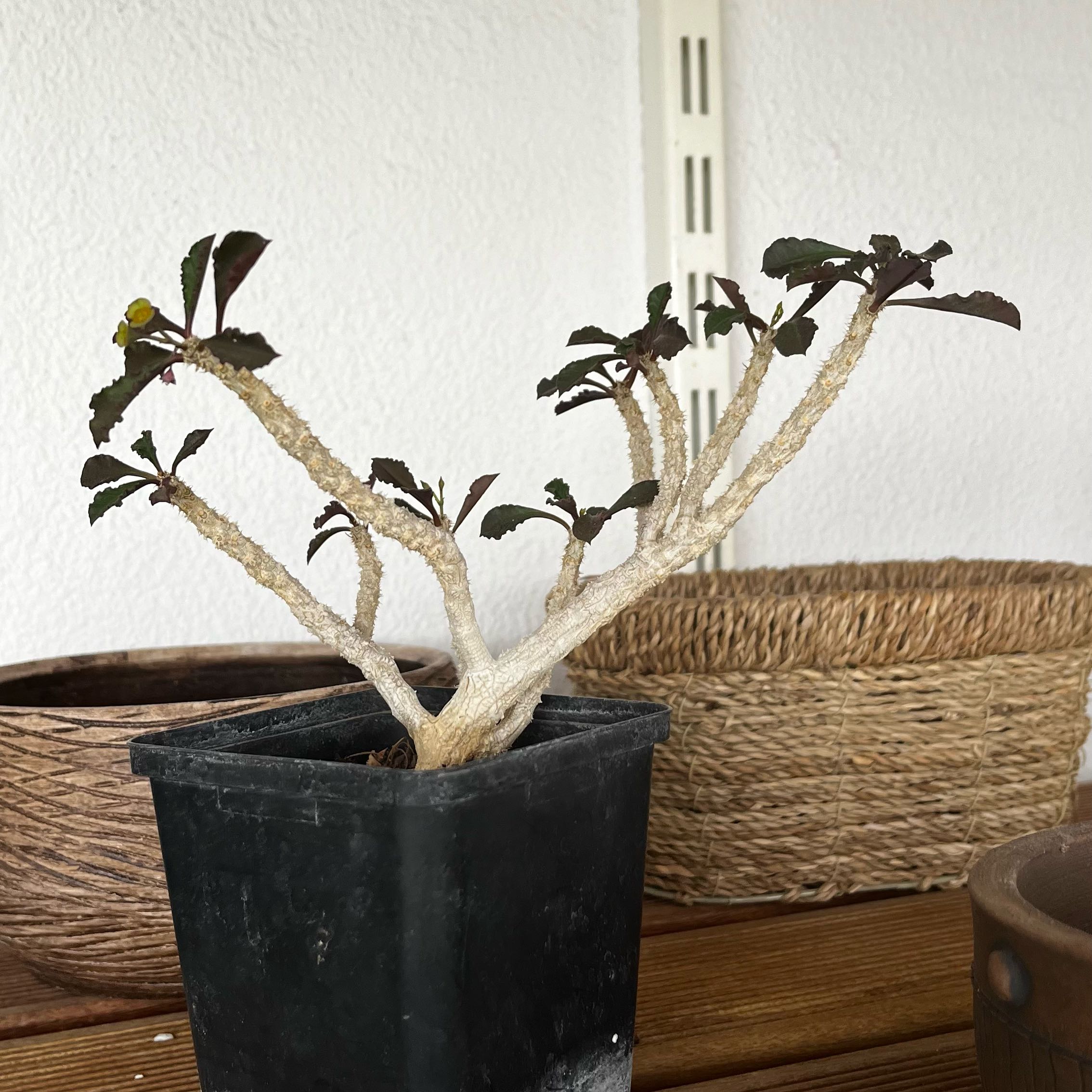 Photo of the plant species Euphorbia decaryi by @SunnyLemonfern named Morgan Treeman on Greg, the plant care app
