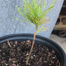 Photo of the plant species Sugar Pine by @PureCoatbuttons named Bruce Lee on Greg, the plant care app