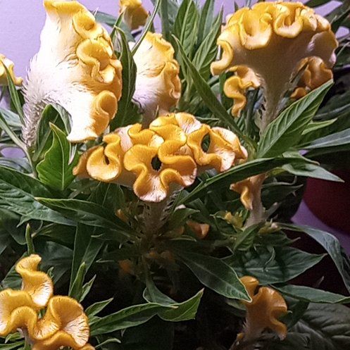 Photo of the plant species Celosia Twisted yellow by @YernBlackbamboo named Tupot amaroot on Greg, the plant care app